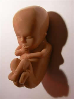 feto de 10 semanas de gestación